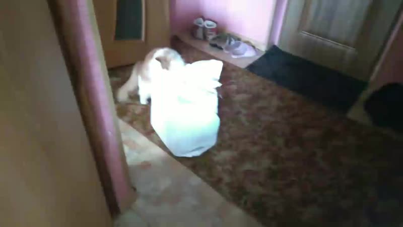 моя киса