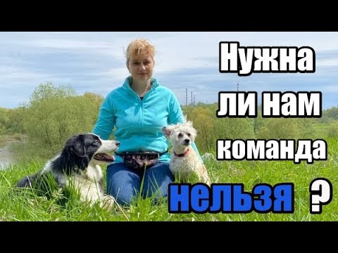 Команда нельзя для собаки. Учим команду нельзя. Команда нельзя для щенка. Как приучить собаку команде нельзя фу. Как научить собаку команде нельзя и фу.