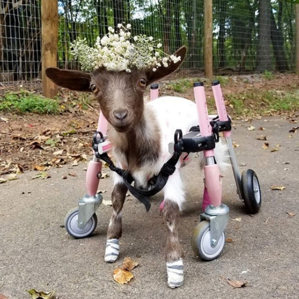 Козочка Мила живет в приюте Goats of Anarchy, в котором животным помогают буквально встать на ноги Некоторым козлятам, таким, например, как Мила, требуется специальных механизм, который