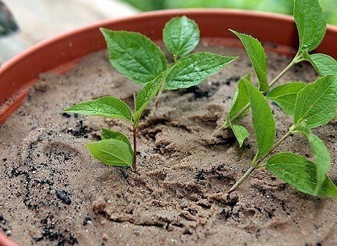 РАЗМНОЖЕНИЕ ЧУБУШНИКА ЧЕРЕНКАМИ Бывая в гостях у знакомых во время цветения чубушника (садового жасмина), вы наверняка встречаете интересные сорта, которые хотелось бы посадить и вам. Завести у