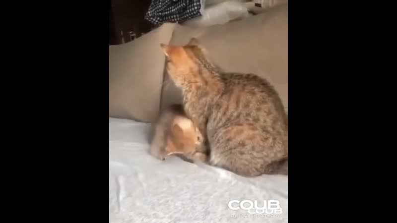 Kittens love (pacifists version)