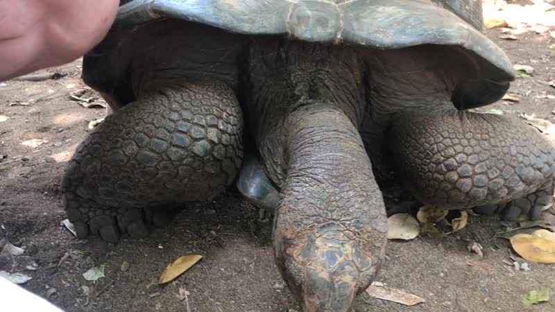 Land turtle ФЕВРАЛЬ 2021г